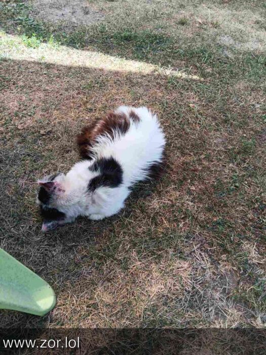 Relaxed cat resting outdoors on dry grass in garden during sunny afternoon.