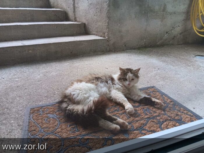 Relaxed cat resting on outdoor porch mat near stairs and garden hose in peaceful outdoor setting.