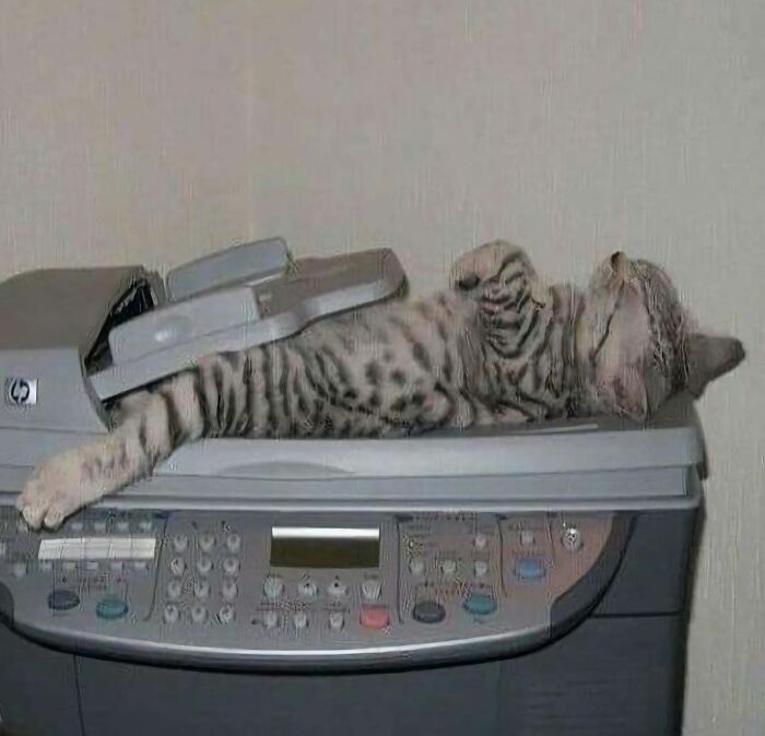 Relaxed cat lounging on an office photocopier in a humorous pet-office scene.