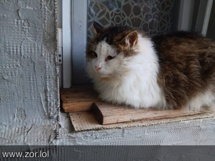 Cute white and brown cat relaxing on rustic wooden window ledge with textured gray wall.