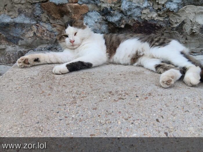 Relaxed cat resting on concrete wall with soft fur and serene expression.