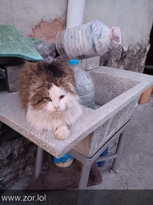 Fluffy cat resting on rustic outdoor countertop with cleaning supplies and colorful sponge.