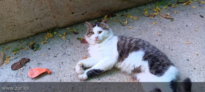 Relaxed gray and white outdoor cat with leaves and toy on concrete.