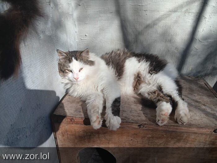 Contented gray and white cat lounging on rustic wooden surface in warm sunlight.