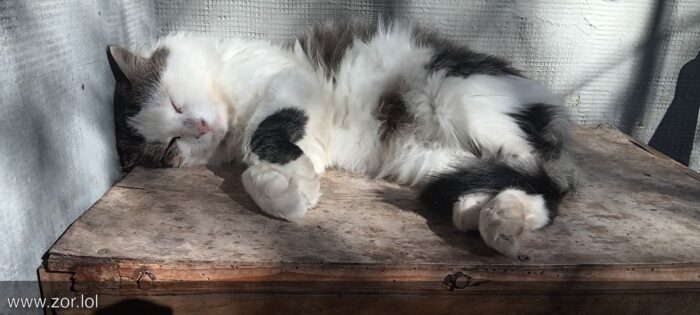 Relaxed gray and white cat sleeping on rustic wooden outdoor surface in sunlight.