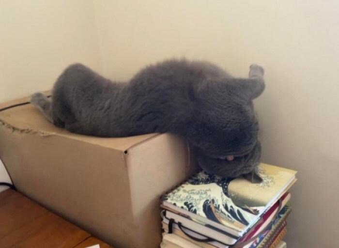 Relaxed gray cat lounging on cardboard box with stacked art books in cozy home setting.