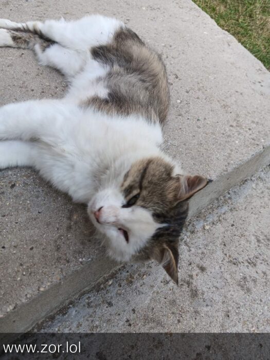 Relaxed gray and white cat resting on stone patio in outdoor sunlight.