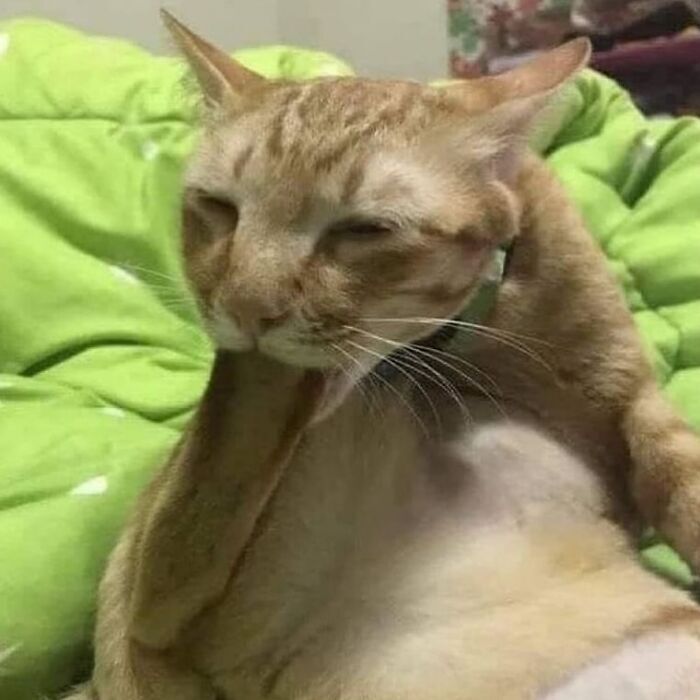 Funny orange tabby cat stretching on green spotted blanket with exaggerated flexible neck.