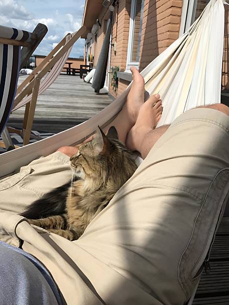 Relaxed person in hammock with cozy cat outdoors, enjoying summer on a sunny rustic patio.