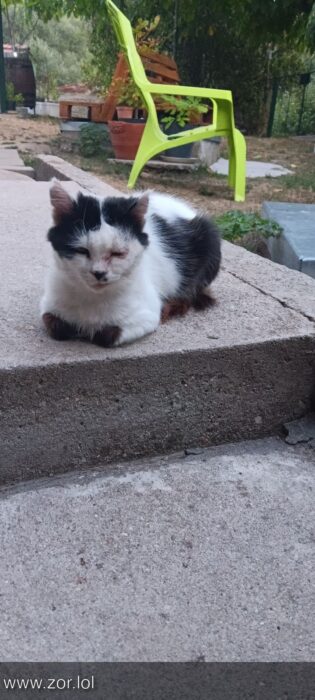 Relaxed black and white cat resting on concrete steps in a peaceful garden scene.