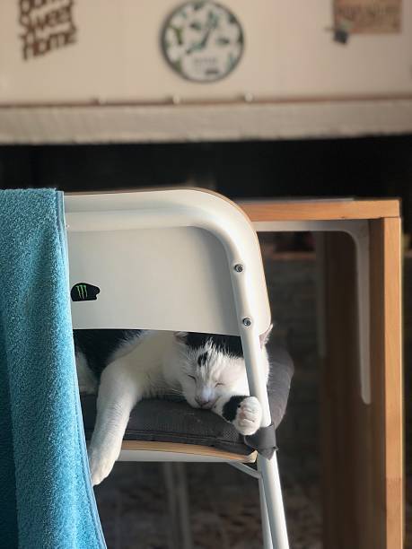 Peaceful white and black cat sleeping on a cozy chair in a welcoming home.