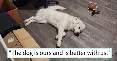 Relaxed white dog resting at home with toys, boxes, and cozy wooden floor.