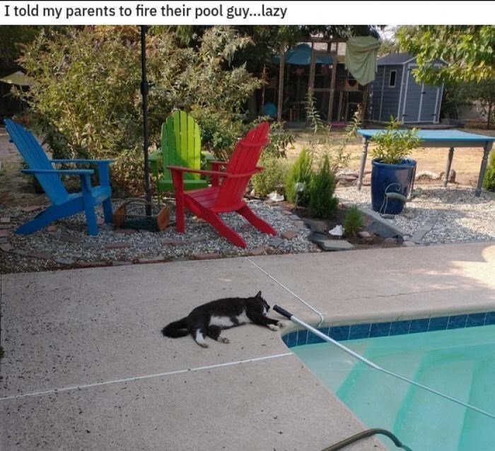 Relaxing backyard pool scene with a cat lounging on the deck and colorful Adirondack chairs.