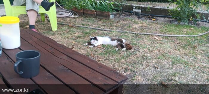 Relaxing outdoor scene with a fluffy cat, garden, wooden table, coffee mug, and summer leisure.
