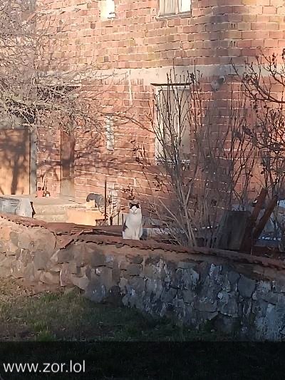 Rustic brick house, peaceful yard, white cat, bare shrubs, and vibrant green grass.