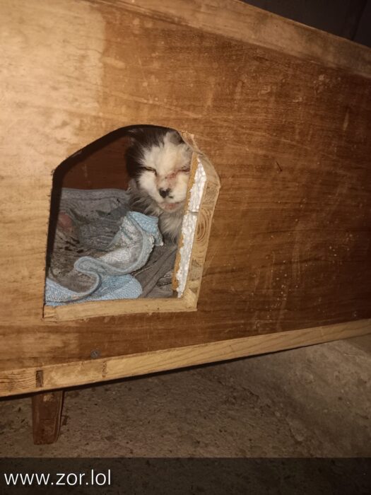 Cozy rustic wooden pet house with a sleepy cat peeking out from soft bedding.