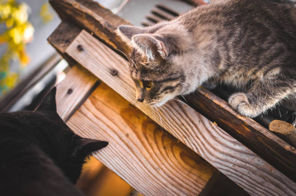 Two curious cats exploring a rustic wooden outdoor setting in natural sunlight.