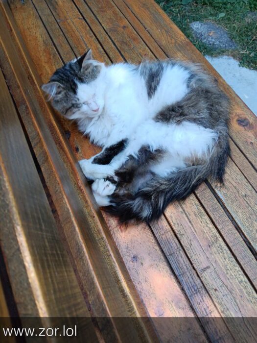 Relaxing domestic cat napping on wooden bench in peaceful outdoor garden scene.