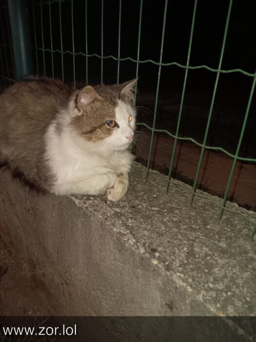 Calm gray and white cat perched on concrete wall at night with glowing eyes and green wire fence.