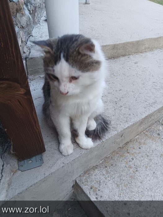 White and gray fluffy cat sitting on rustic stone stairs in a peaceful garden setting.