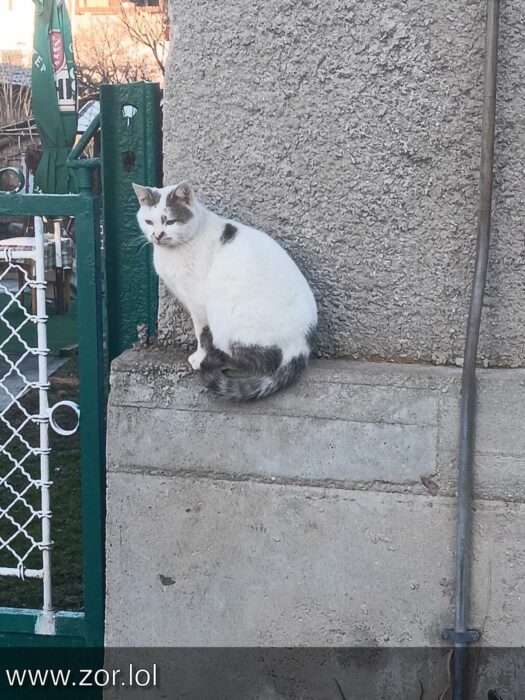White cat with gray patches sitting on weathered concrete wall in outdoor garden.