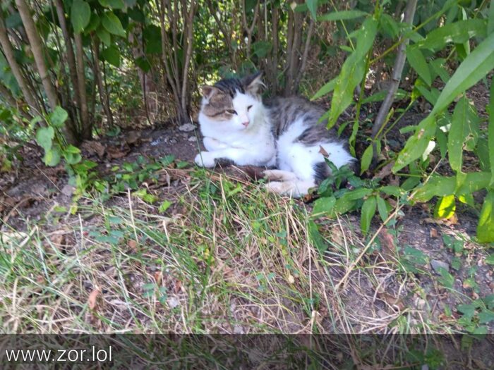 Relaxed cat resting in lush green garden under dappled sunlight.