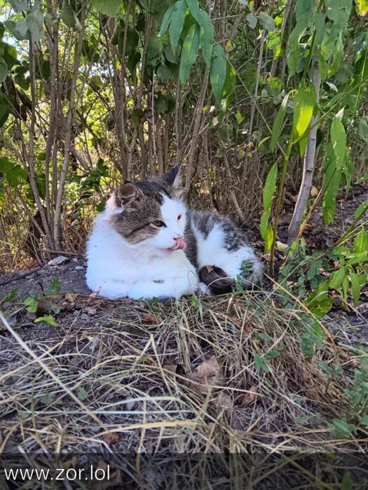Serene white and gray cat resting and grooming in lush green foliage on a sunny day.