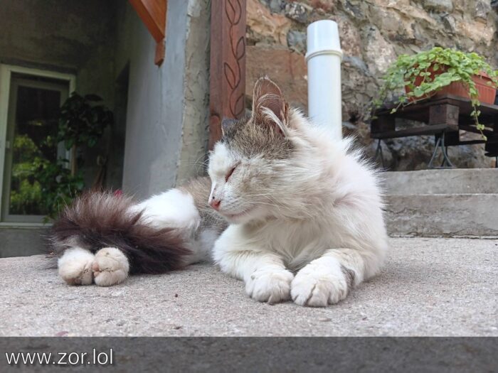 Relaxed white and brown cat resting on stone wall near greenery and window.
