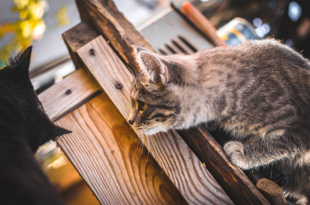 Two cats on rustic wood, one gray tabby and one black, in a peaceful outdoor setting.