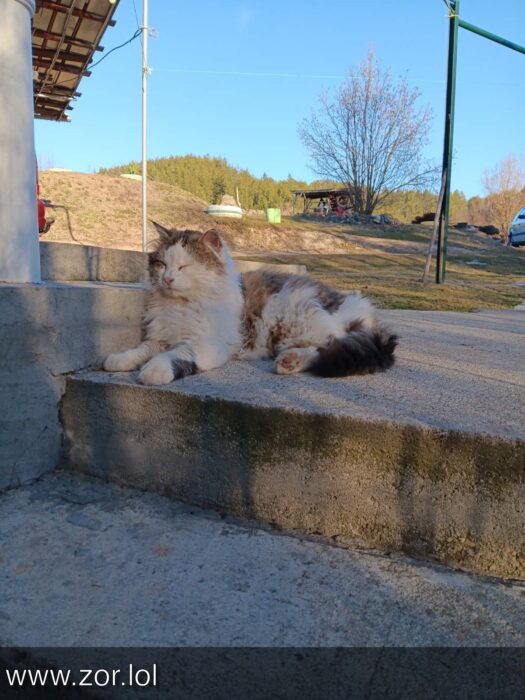 Relaxing fluffy cat on rural concrete steps under sunny sky and green hills.