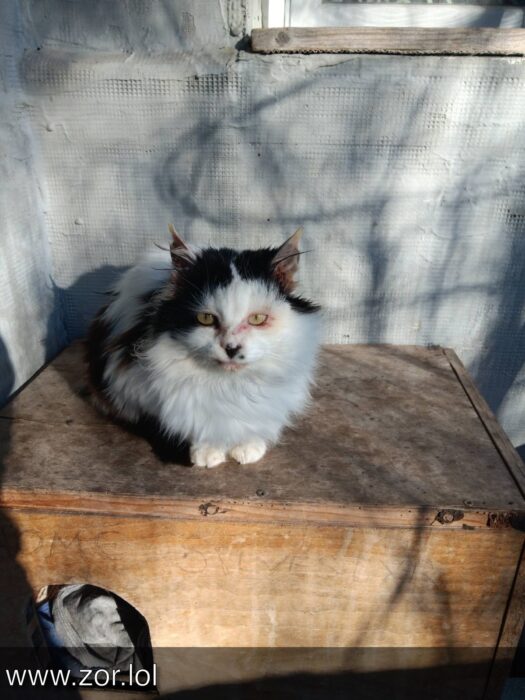 Cute fluffy white and black cat with yellow eyes resting on rustic wooden surface.