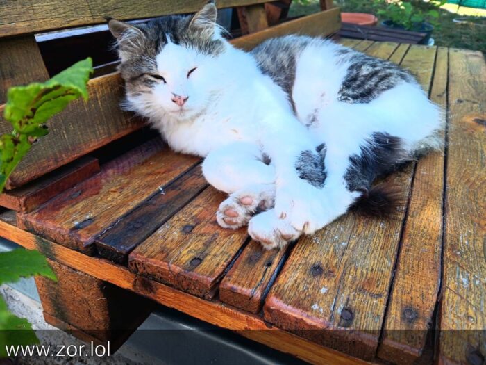 Relaxing white and gray cat sleeping on rustic wooden deck with outdoor greenery.