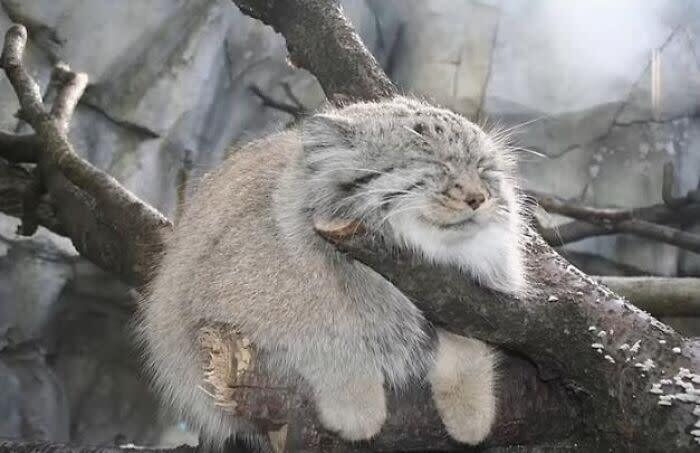 Relaxing fluffy gray cat resting on a branch in a peaceful forest scene.