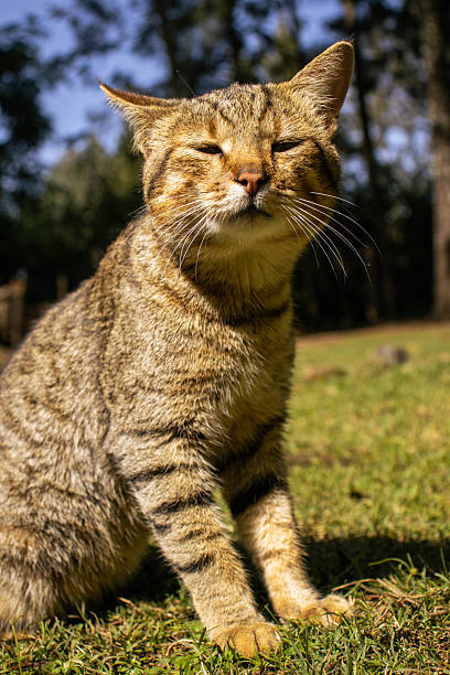 Wild feline relaxing in lush forest grass with striking striped fur and alert, peaceful expression.