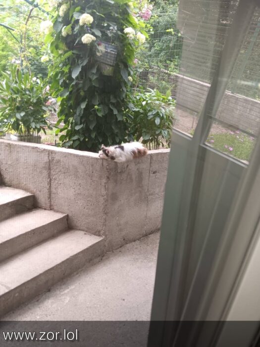 Relaxing cat on garden wall near outdoor steps and lush greenery in a cozy outdoor space.