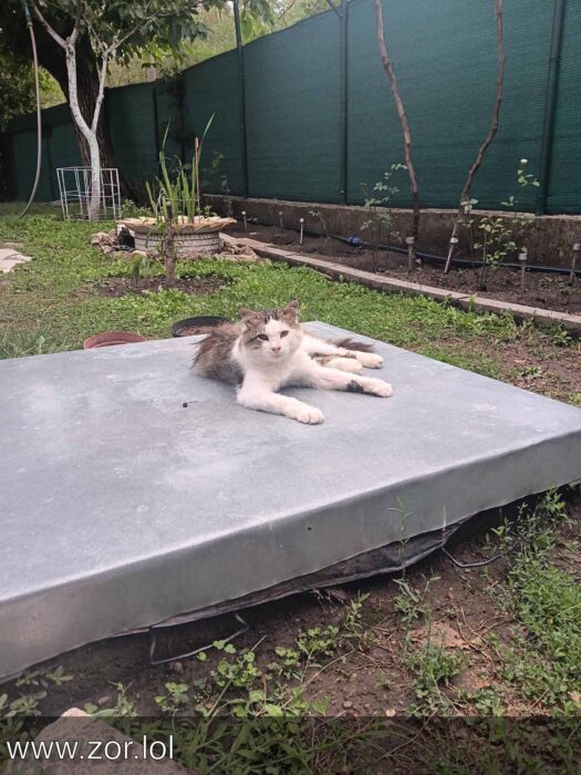 Relaxed white and gray spotted cat lounging on a garden concrete slab with lush greenery.