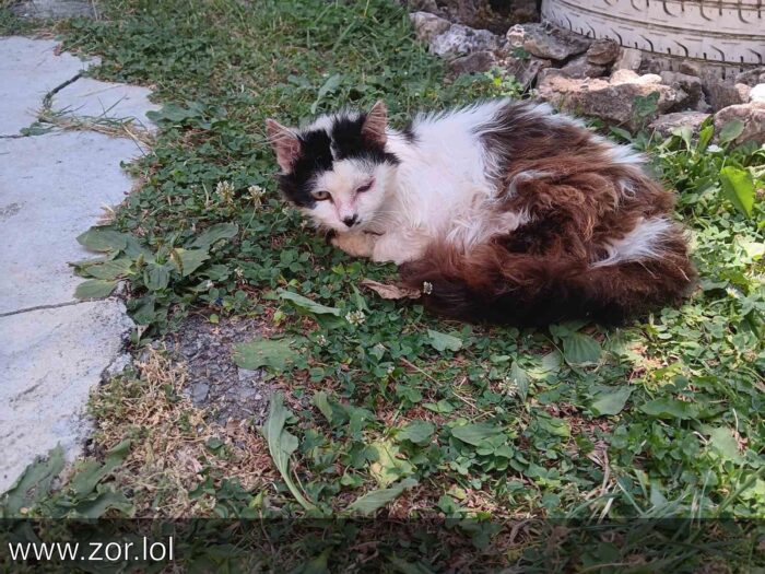 Relaxed tabby cat resting on grass in a peaceful garden scene with stone pathway.