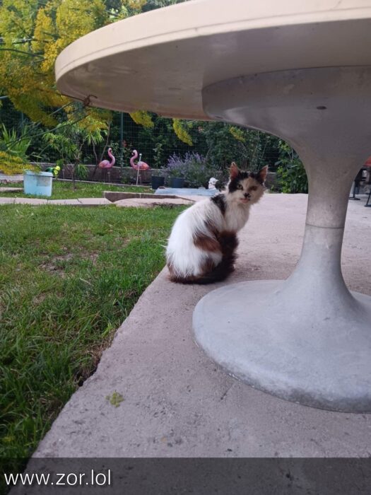 White and brown cat sitting under outdoor garden table with flamingo decorations and blooming plants.