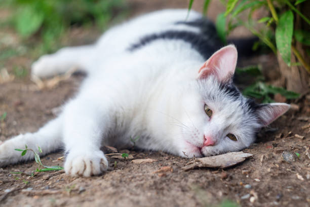 Relaxed gray and white cat resting outdoors in lush greenery and sunlit natural surroundings.
