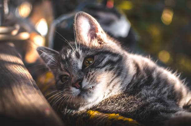 Relaxed grey tabby cat resting outdoors on a textured blanket in warm sunlight.