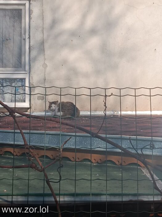 Relaxed cat resting on rooftop amid urban wall and natural vine, capturing city life and tranquility.