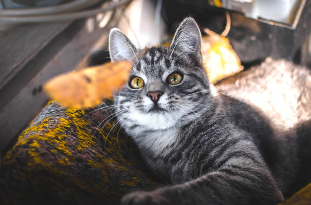 Gray tabby cat relaxing on colorful blanket with autumn leaves and natural light.