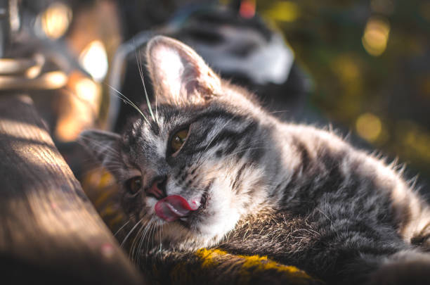 Relaxed gray tabby cat licking lips in sunlight, cozy outdoor setting with lush greenery.
