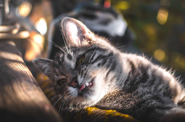 Playful gray striped tabby cat relaxing on sunny wooden surface in a peaceful garden setting.