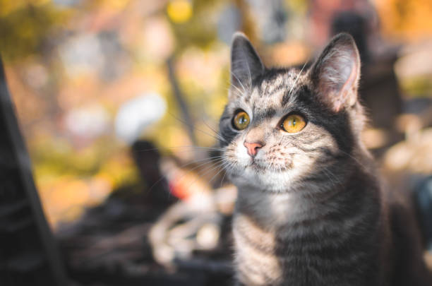 Cute gray tabby cat with golden eyes in autumn foliage.