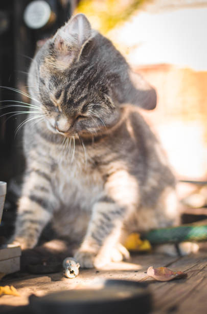 Gray tabby cat exploring outdoor wooden surface in a peaceful, natural setting.