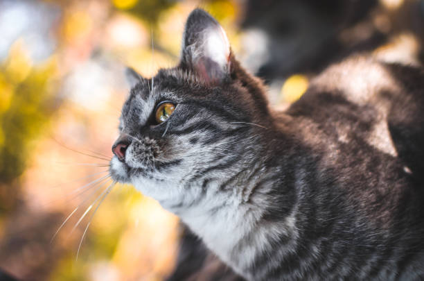 Beautiful gray tabby cat with yellow eyes relaxing outdoors in warm sunlight.
