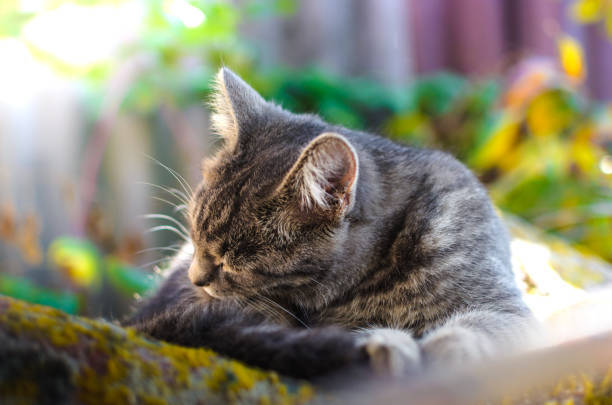 Peaceful gray tabby cat resting outdoors in a serene, natural setting with soft sunlight.