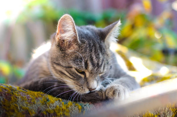 Serene gray tabby cat grooming outdoors in sunlight amidst green foliage.