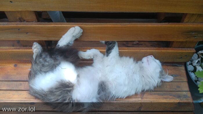 Relaxed gray and white cat peacefully resting on rustic wooden bench outdoors.